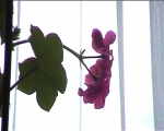 Still image from Well London - South Acton Workshop, House Plants